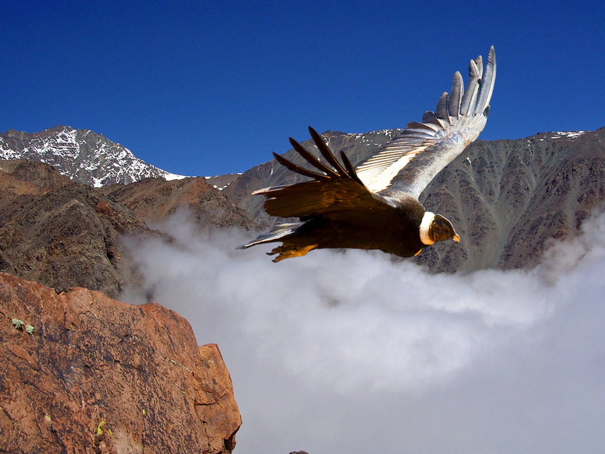 Andean Condor. From one of the lookouts